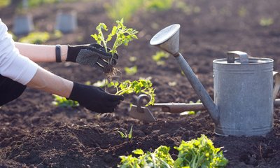 ಮಾನಸಿಕ ಒತ್ತಡವೇ? ಮನೆಯ ಗಾರ್ಡನ್‌ನಲ್ಲೇ ಇದೆ ಮದ್ದು!
