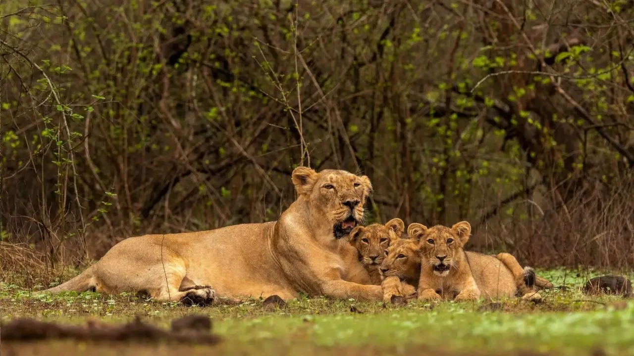 International Day of Forests 2026: ದೇಶದ ದೊಡ್ಡ ಅರಣ್ಯಗಳಿವು; ಜೀವನದಲ್ಲಿ ಒಮ್ಮೆಯಾದರೂ ಭೇಟಿ ನೀಡಿ - Image 2