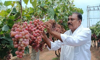 ಸಾಂಪ್ರದಾಯಿಕ ಬೆಳೆಗಳ ನಡುವೆ ರೆಡ್ ಗ್ಲೋಬ್ ಸಂಚಲನ