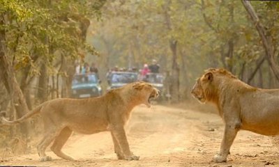 ಗಂಡು ಸಿಂಹಕ್ಕೆ ಸವಾಲೊಡ್ಡಿದ ಸಿಂಹಿಣಿ; ಬೆರಗುಗೊಳಿಸಿದ ವಿಡಿಯೊ!