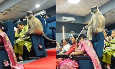 ಜನಗಣತಿ ಕಾರ್ಯಾಗಾರಕ್ಕೆ ಕೋತಿಯ ಎಂಟ್ರಿ: ಕ್ಯೂಟ್ ವಿಡಿಯೊ ನೋಡಿ