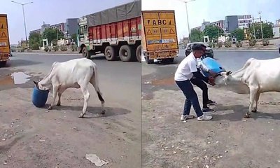 ಪ್ಲಾಸ್ಟಿಕ್ ಡ್ರಮ್‌ ಗೆ ಸಿಲುಕಿದ ಹಸುವಿನ ತಲೆ: ರಕ್ಷಣಾ ಕಾರ್ಯಚರಣೆ ವಿಡಿಯೊ