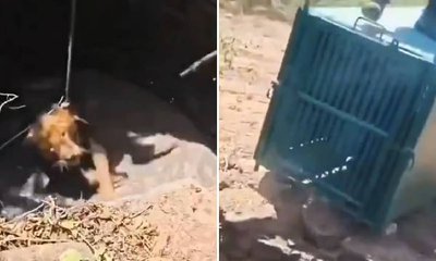 ಬಾವಿಗೆ ಬಿದ್ದ ಸಿಂಹವನ್ನು ರಕ್ಷಿಸಿದ ಅರಣ್ಯಾಧಿಕಾರಿಗಳು: ವಿಡಿಯೊ ವೈರಲ್‌