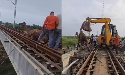 ರೈಲ್ವೆ ಹಳಿಯಲ್ಲಿ ಸಿಲುಕಿದ ಒಂಟೆ: ರಕ್ಷಣಾ ಕಾರ್ಯಾಚರಣೆ ವಿಡಿಯೊ ವೈರಲ್
