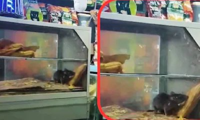 ಸೂರತ್ ರೈಲ್ವೆ ನಿಲ್ದಾಣದ ಮಳಿಗೆಯಲ್ಲಿ ಇಲಿ ಓಡಾಟ: ವಿಡಿಯೊ ವೈರಲ್‌