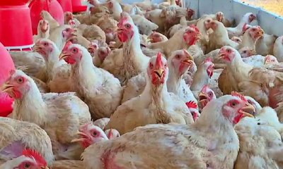 ಚಿಕನ್‌ ಪ್ರಿಯರೇ ಎಚ್ಚರ ; ಬೆಂಗಳೂರಿಗೂ ಬಂತು H5N1 ಹಕ್ಕಿ ಜ್ವರ