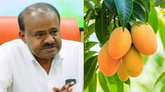 ಮಾವು ಬೆಲೆ ಕುಸಿತ; ರೈತರ ನೆರವಿಗೆ ಧಾವಿಸಲು ಕೇಂದ್ರಕ್ಕೆ ಎಚ್‌ಡಿಕೆ ಮನವಿ