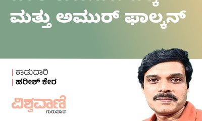 H‌arish Kera Column: ಬಾಲ ಕುಣಿಸುವ ಹಕ್ಕಿ ಮತ್ತು ಅಮುರ್‌ ಫಾಲ್ಕನ್
