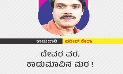 Harish Kera Column: ದೇವರ ವರ, ಕಾಡುಮಾವಿನ ಮರ !