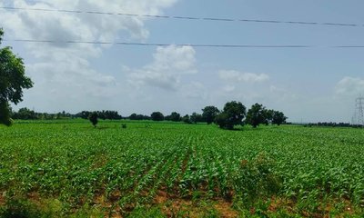 ಕೈಕೊಟ್ಟ ಮುಂಗಾರು ಮಳೆ; ಕಂಗಾಲಾದ ಹಾವೇರಿ ಜಿಲ್ಲೆಯ ರೈತರು