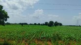 ಕೈಕೊಟ್ಟ ಮುಂಗಾರು ಮಳೆ; ಕಂಗಾಲಾದ ಹಾವೇರಿ ಜಿಲ್ಲೆಯ ರೈತರು