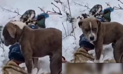 ಮಾಲಕನ ಮೃತದೇ ಕಾವಲು ಕಾಯ್ದ ನಿಷ್ಠಾವಂತ ನಾಯಿ: ವಿಡಿಯೊ ವೈರಲ್