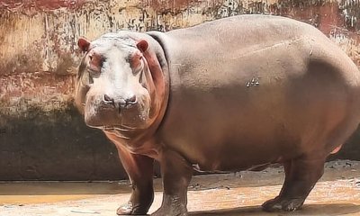 ಶಿವಮೊಗ್ಗದಲ್ಲಿ ಪಶುವೈದ್ಯೆ ಸಾವಿಗೆ ಕಾರಣವಾಗಿದ್ದ ನೀರಾನೆ ಹಂಸಿಣಿ ಸಾವು