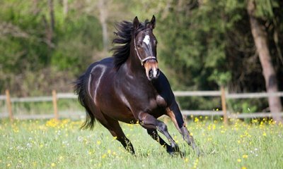 ಸ್ನೋಮ್ಯಾನ್:‌ ಯಾರೂ ಬೇಡವೆಂದ ಕುದುರೆಯ ವಿಜಯಗಾಥೆ