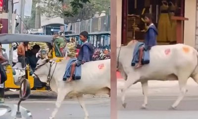 ಹೈದರಾಬಾದ್‌ನ  ಟ್ರಾಫಿಕ್ ನಡುವೆ ಹಸುವಿನ ಮೇಲೆ ಸವಾರಿ ಮಾಡಿದ ಯುವಕ
