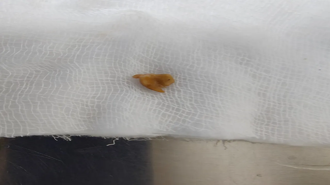 IMG-20250607-WA0485 ok