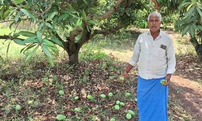 ಬಿರುಗಾಳಿ–ಆಲಿಕಲ್ಲು ಮಳೆ ಅಬ್ಬರ; ತೋಟಗಾರಿಕೆ ಬೆಳೆಗಳಿಗೆ ಭಾರೀ ಹಾನಿ