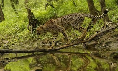 ಚೀತಾ ಯೋಜನೆಗೆ ಮೆಗಾ ಪ್ರಾಜೆಕ್ಟ್‌; ಮೋದಿ ಹೇಳಿದ್ದೇನು?