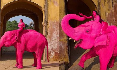 ವೈರಲ್ 'ಗುಲಾಬಿ ಆನೆ' ಇನ್ನಿಲ್ಲ: ಕಲಾವಿದೆ ವಿರುದ್ಧ ಸಿಡಿದೆದ್ದ ನೆಟ್ಟಿಗರು