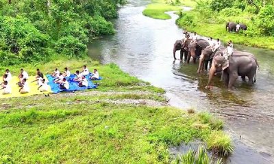 ಆನೆಗಳ ಮೇಲೆ ಯೋಗ ಪ್ರದರ್ಶನ: ಪರಿಸರ ಕಾಳಜಿಗೆ ಮನಸೋತ ನೆಟ್ಟಿಗರು!