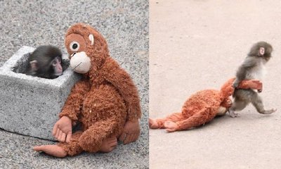 ಗೊಂಬೆಯನ್ನೇ ತಾಯಿಯಾಗಿ ಸ್ವೀಕರಿಸಿದ ಕೋತಿ ಮರಿ: ಹೃದಯ ಸ್ಪರ್ಶಿ ದೃಶ್ಯ!