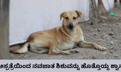 ನವಜಾತ ಶಿಶುವನ್ನು ಕಚ್ಚಿಕೊಂಡು ರಸ್ತೆಯಲ್ಲಿ ಓಡಿದ ಬೀದಿ ನಾಯಿ!