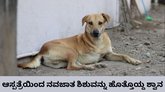 ನವಜಾತ ಶಿಶುವನ್ನು ಕಚ್ಚಿಕೊಂಡು ರಸ್ತೆಯಲ್ಲಿ ಓಡಿದ ಬೀದಿ ನಾಯಿ!