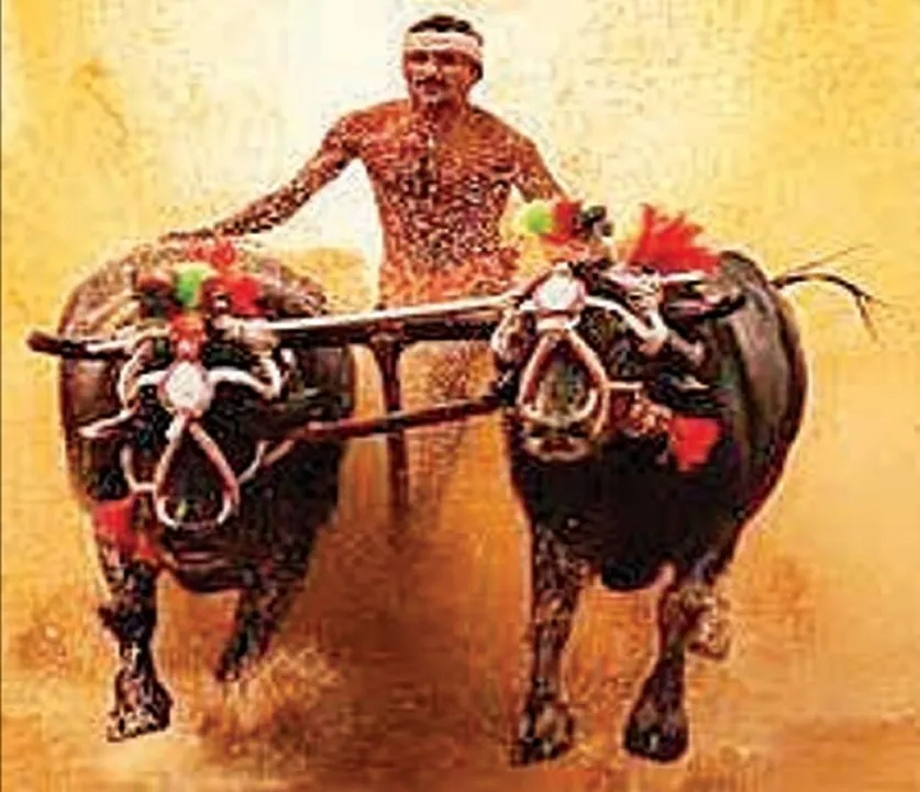 Kambala ok