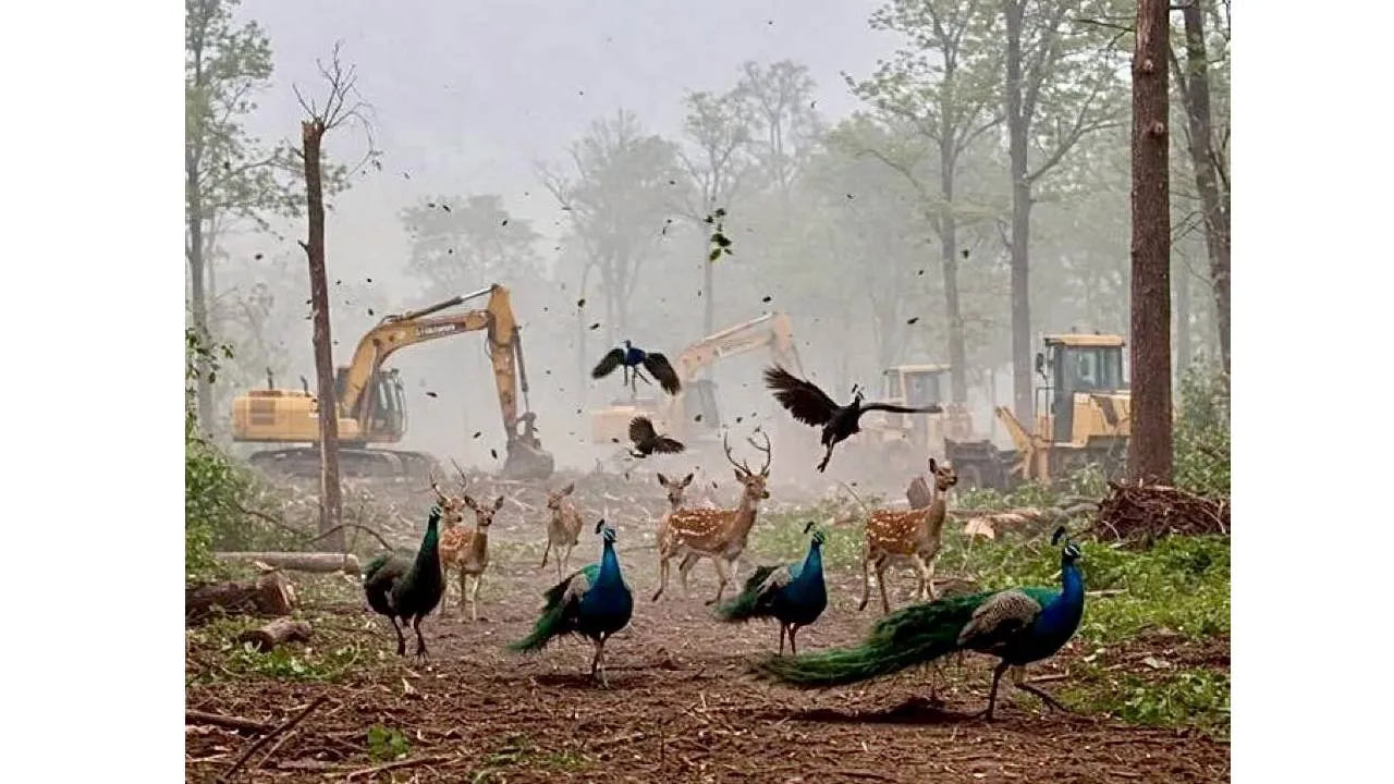 Kancha Gachibowli Land Row: ತೆಲಂಗಾಣ ಸರ್ಕಾರದಿಂದ ಮರಗಳ ಮಾರಣ ಹೋಮ; ಸುಪ್ರೀಂ ಕೋರ್ಟ್‌ನಿಂದ ಚಾಟಿ: ಏನಿದು ವಿವಾದ? - Image 2