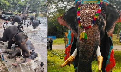 ಮಾರ್ತಾಂಡನನ್ನು ಕೊಂದ ಕಂಜನ್ ಆನೆಗೆ ದಸರಾದಿಂದ ಶಾಶ್ವತ ನಿಷೇಧ