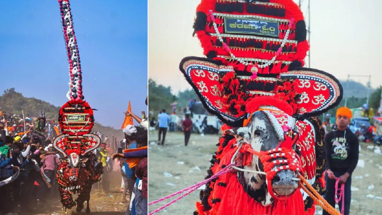 Haveri News: ಓಟ ನಿಲ್ಲಿಸಿದ ಕರ್ಜಗಿ ಓಂ-112; ರಾಜ್ಯಮಟ್ಟದಲ್ಲಿ ಖ್ಯಾತಿಯಾಗಿದ್ದ ಹೋರಿ ಅನಾರೋಗ್ಯದಿಂದ ಸಾವು