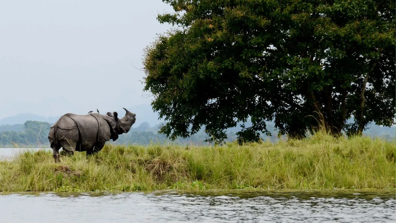 International Day of Forests 2026: ದೇಶದ ದೊಡ್ಡ ಅರಣ್ಯಗಳಿವು; ಜೀವನದಲ್ಲಿ ಒಮ್ಮೆಯಾದರೂ ಭೇಟಿ ನೀಡಿ - Image 5