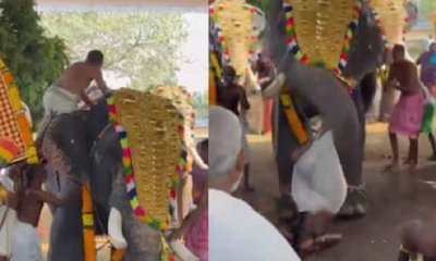 ದೇವಾಲಯದ ಉತ್ಸವದಲ್ಲಿ ಆನೆ ದಾಳಿ: ವಿಡಿಯೊ ವೈರಲ್