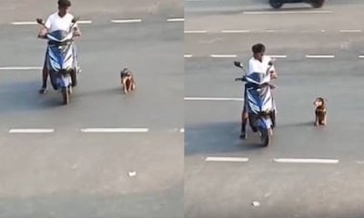 ಶ್ವಾನಕ್ಕೆ ರಸ್ತೆ ದಾಟಲು ನೆರವಾದ ಬಾಲಕ: ವಿಡಿಯೊ ವೈರಲ್