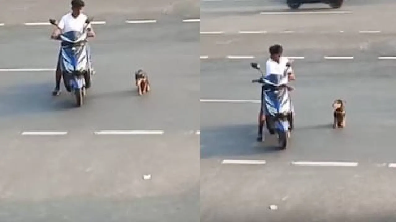 ಕಾಲು ನೋವಿನಿಂದ ಬಳಲುತ್ತಿದ್ದ ಶ್ವಾನಕ್ಕೆ ರಸ್ತೆ ದಾಟಲು ನೆರವಾದ ಬಾಲಕ; ವಿಡಿಯೊ ನೋಡಿ