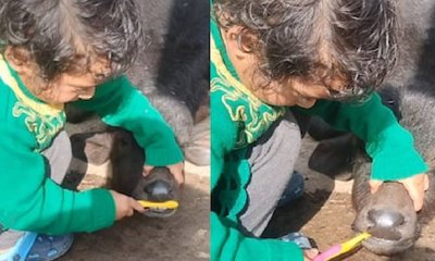 ಕರುವಿಗೆ ಟೂತ್‌ಬ್ರಷ್ ನಿಂದ ಹಲ್ಲುಜ್ಜಿದ ಬಾಲಕಿ: ಕ್ಯೂಟ್ ವಿಡಿಯೊ ಇಲ್ಲಿದೆ!