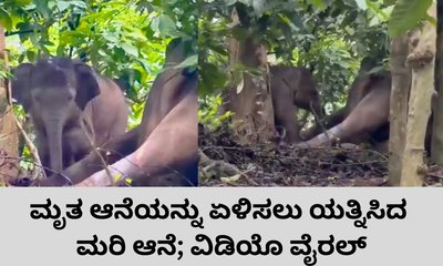 ಮೃತ ತಾಯಿ ಆನೆಯನ್ನು ಎದ್ದೇಳಿಸಲು ಮರಿಯಾನೆಯ ಪ್ರಯತ್ನ; ವಿಡಿಯೊ ವೈರಲ್‌