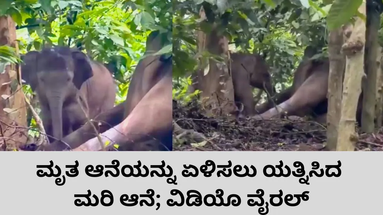 ʼʼಅಮ್ಮಾ ಏಳಮ್ಮʼʼ: ಮೃತ ತಾಯಿ ಆನೆಯನ್ನು ಎದ್ದೇಳಿಸಲು ಮರಿಯಾನೆಯ ಪ್ರಯತ್ನ; ಕೊಡಗಿನಲ್ಲೊಂದು ಹೃದಯ ವಿದ್ರಾವಕ ಘಟನೆ