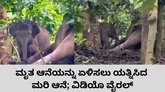 ಮೃತ ತಾಯಿ ಆನೆಯನ್ನು ಎದ್ದೇಳಿಸಲು ಮರಿಯಾನೆಯ ಪ್ರಯತ್ನ; ವಿಡಿಯೊ ವೈರಲ್‌