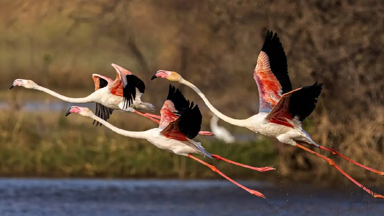 Flamingoes: ಮನಮೋಹಕ ಫ್ಲೆಮಿಂಗೊ ನೋಡಲು ಭಾರತದ ಈ ತಾಣಗಳಿಗೆ ಭೇಟಿ ನೀಡಿ - Image 2