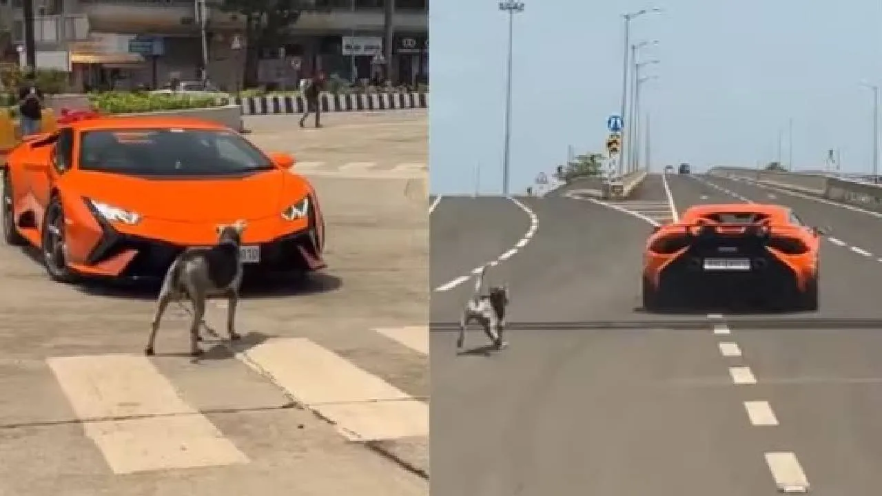 Viral Video: ನಡು ರಸ್ತೆಯಲ್ಲಿ ಲ್ಯಾಂಬೋರ್ಘಿನಿ ಕಾರನ್ನೇ ತಡೆದು ನಿಲ್ಲಿಸಿದ ಬೀದಿ ನಾಯಿ; ವಿಡಿಯೊ ಇಲ್ಲಿದೆ ನೋಡಿ!