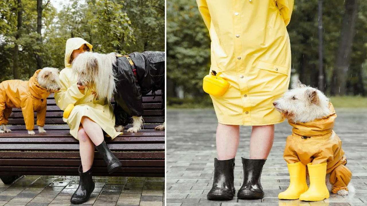 Monsoon Fashion 2026: ಮಳೆಗಾಲದಲ್ಲಿ ಶ್ವಾನಗಳಿಗೂ ಬಂತು ಟ್ರೆಂಡಿ ಫ್ಯಾಷನ್‌ವೇರ್ಸ್ - Image 3