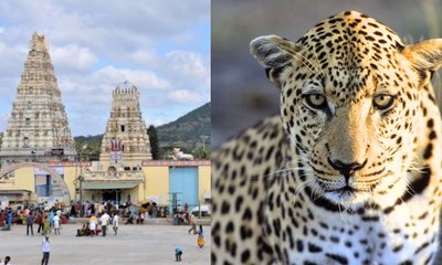 ಮಲೆ ಮಹದೇಶ್ವರ ಬೆಟ್ಟದಲ್ಲಿ ಬಾಲಕನನ್ನು ಎಳೆದೊಯ್ದು ಕೊಂದ ಚಿರತೆ!