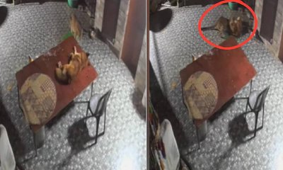 ಏಕಾಏಕಿ ಚಿರತೆ ದಾಳಿ: ಧೈರ್ಯದಿಂದ ಎದುರಿಸಿ ಪಾರಾದ ಸಾಕು ನಾಯಿ