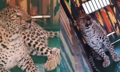 ಹಾವೇರಿನಲ್ಲಿ ರೈತನ ಬಲಿ ಪಡೆದ ಚಿರತೆ ಸೆರೆ; ನಿಟ್ಟುಸಿರು ಬಿಟ್ಟ ಜನ