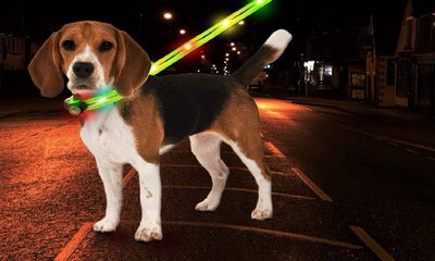 Vishweshwar Bhat Column: ಶ್ವಾನರಕ್ಷಕ ಪಟ್ಟಿ