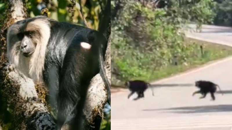 Lion-tailed macaque in siddapur (1)