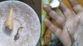 ಕೋನ್‌ ಐಸ್‌ಕ್ರೀಂನಲ್ಲಿ ಹಲ್ಲಿಯ ಬಾಲ ಪತ್ತೆ