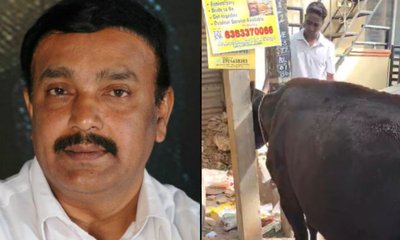 ವಿದ್ಯುತ್‌ ಕಂಬಗಳ ನಡುವೆ ಸಿಲುಕಿದ್ದ ಹಸುವನ್ನು ರಕ್ಷಿಸಿದ ಶಾಸಕ