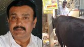 ವಿದ್ಯುತ್‌ ಕಂಬಗಳ ನಡುವೆ ಸಿಲುಕಿದ್ದ ಹಸುವನ್ನು ರಕ್ಷಿಸಿದ ಶಾಸಕ